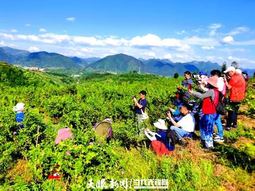 游客聆听村民在刺梨基地里喜唱的山歌 据了解,沿山镇山王果刺梨种植