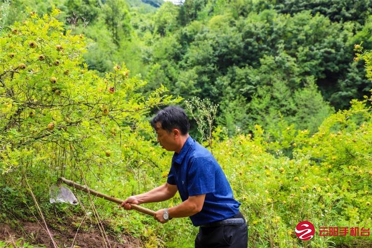 从贵州引进"贵农5号"刺梨品种,将昔日荒山成片打造,种植刺梨80多公顷